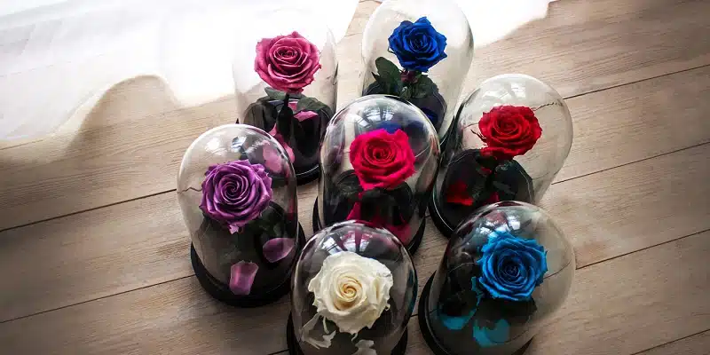 Quels sont les avantages d'une rose éternelle