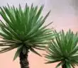 Yucca : comment remédier aux feuilles tombantes de cette plante d'intérieur ?