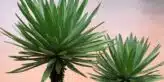 Yucca : comment remédier aux feuilles tombantes de cette plante d'intérieur ?