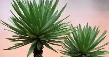 Yucca : comment remédier aux feuilles tombantes de cette plante d'intérieur ?