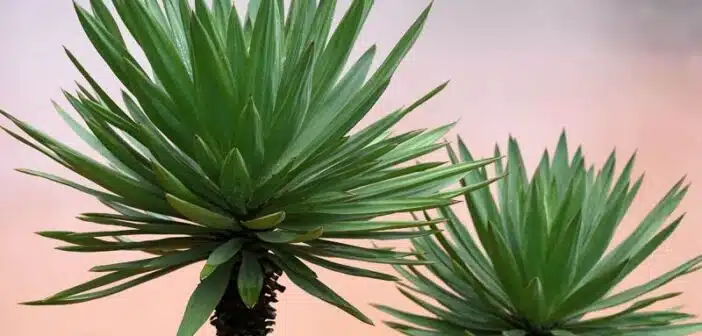 Yucca : comment remédier aux feuilles tombantes de cette plante d'intérieur ?