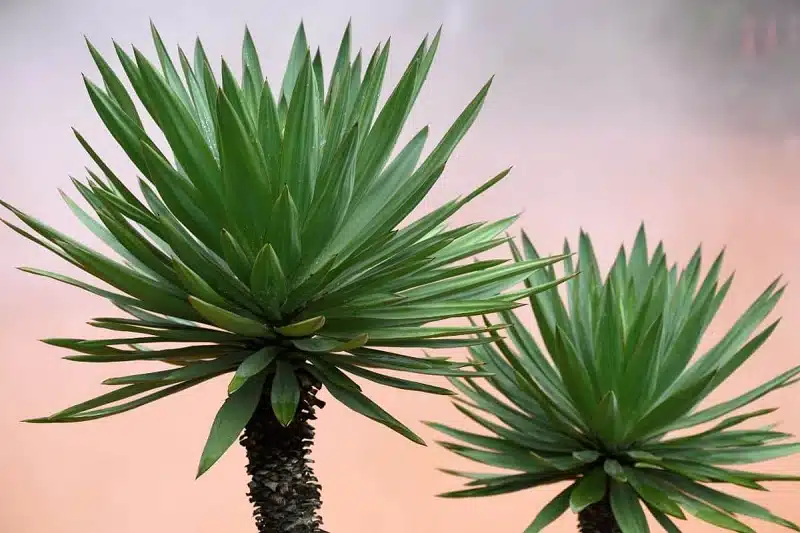 Yucca : comment remédier aux feuilles tombantes de cette plante d'intérieur ?
