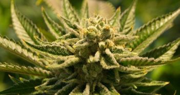 Comment fabriquer de l’huile de cannabis ?